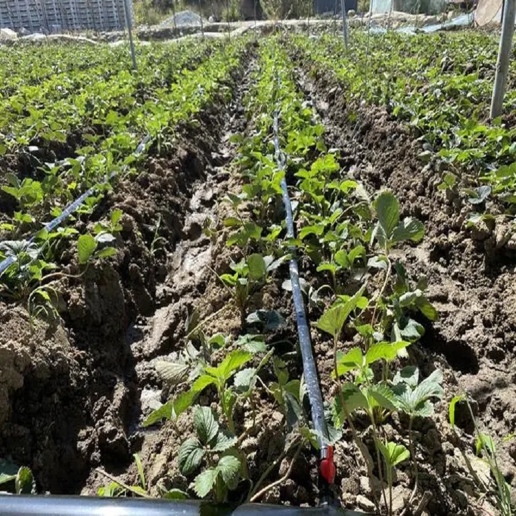 草莓園自動(dòng)滴灌工程