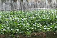 噴水帶 農(nóng)業(yè)灌溉噴水帶